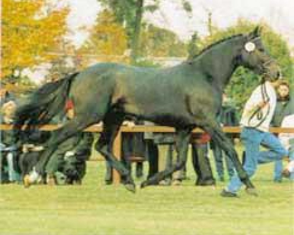 Deckhengst Santini (Hannoveraner, 1992, von Sandro)