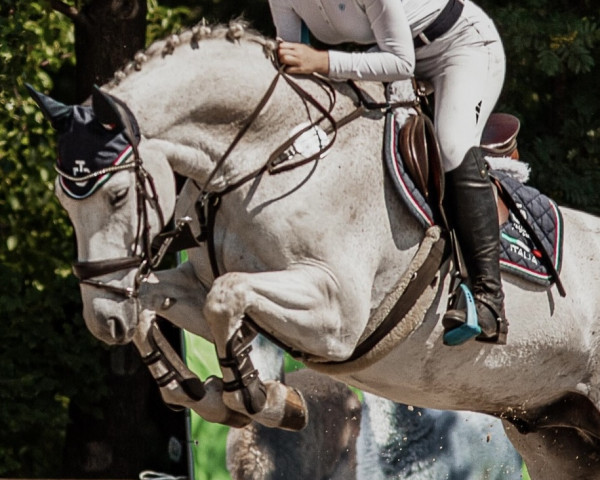 Springpferd Grisu 429 (Hannoveraner, 2012, von Grey Top)