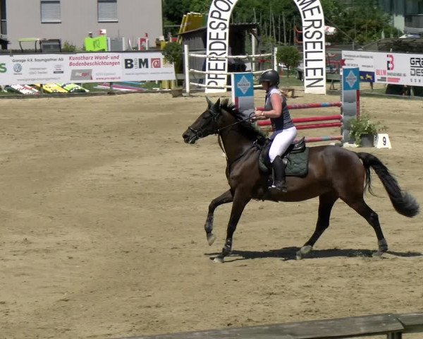 Reitturnier Dagmersellen 2022