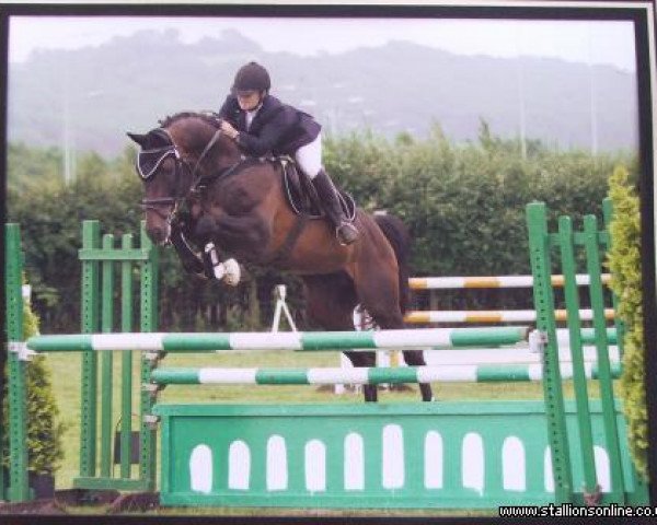 stallion Lothringer (Holsteiner, 1994, from Loutano) stallion Lothringer (Holsteiner, 1994, from Loutano)