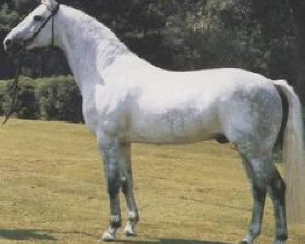 stallion Picasso (Hanoverian, 1979, from Pokal) stallion Picasso (Hanoverian, 1979, from Pokal)