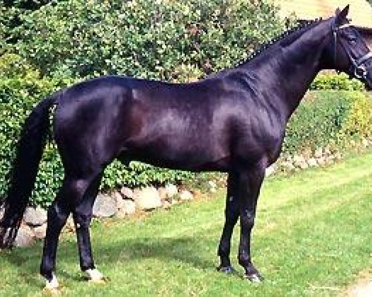 stallion Weltgeist (Hanoverian, 1991, from Weltmeyer)