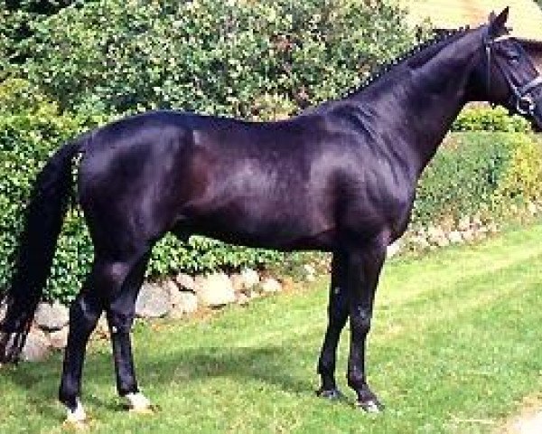 stallion Weltgeist (Hanoverian, 1991, from Weltmeyer)