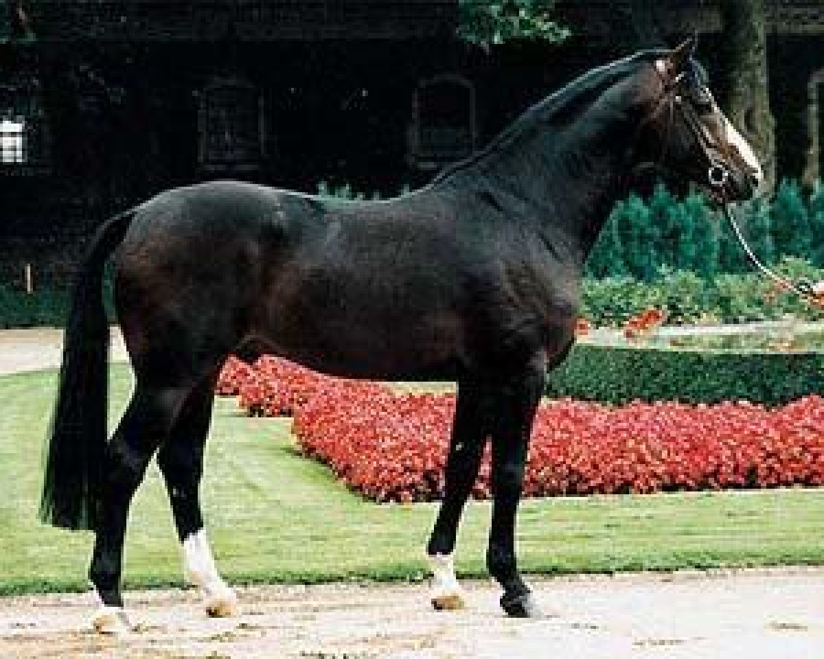 stallion Pessoa (Westphalian, 1990, from Pilot)