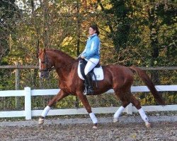 stallion Donauwalzer (Trakehner, 1995, from Sixtus)