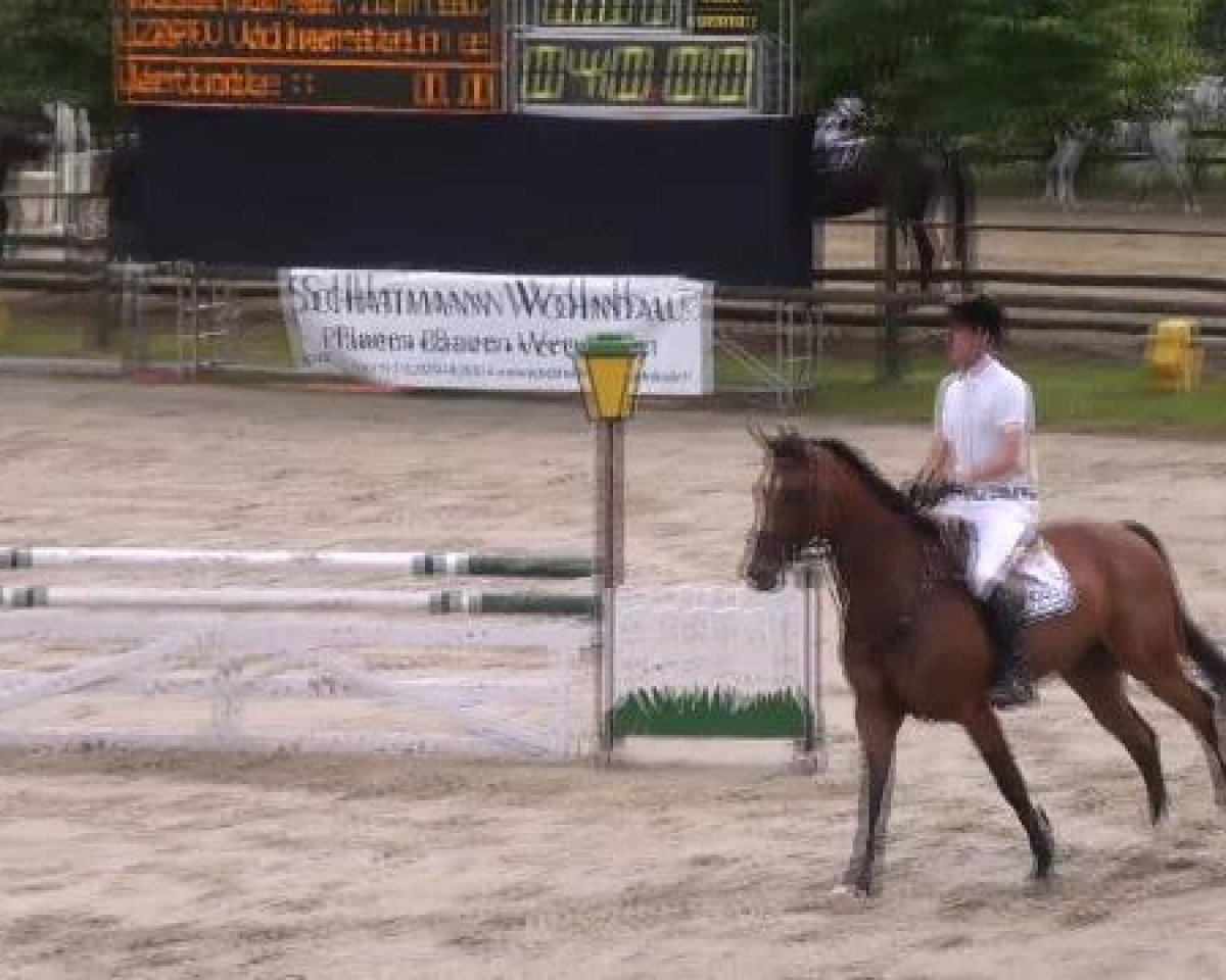 jumper Caleta Olivia (Westphalian, 2006, from Contendro I)