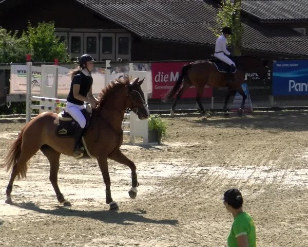 Reitturnier Dagmersellen 2022