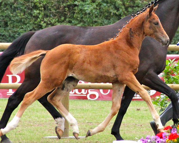 horse Stute von Dankeschön (Westphalian, 2012, from Dankeschön)