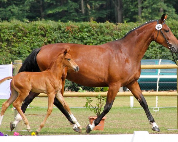 horse Hengst von Dankeschön (Westphalian, 2012, from Dankeschön)