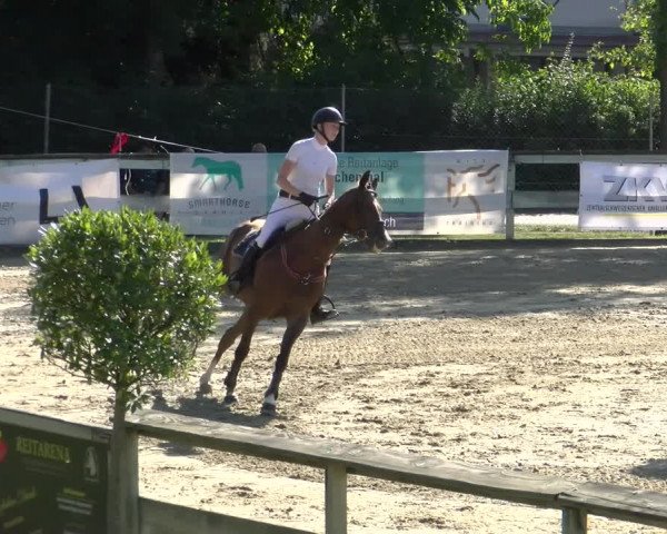Reitturnier Dagmersellen 2022