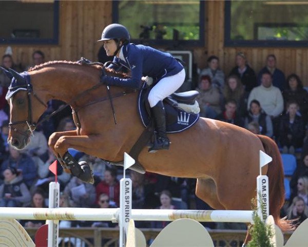 jumper Ari 55 (Westphalian, 2002, from Arpeggio)