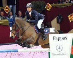 jumper Avenzio 3 (KWPN (Royal Dutch Sporthorse), 1999, from Animo)