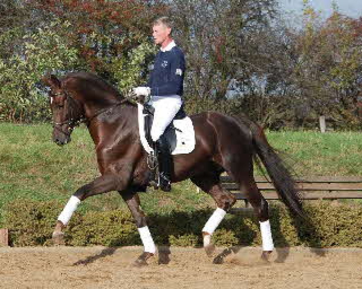 stallion Leviathan (Württemberger, 2002, from Lancino de L)