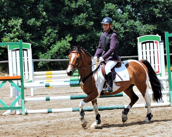horse Salvano (Lewitzer, 2011, from Romeo)
