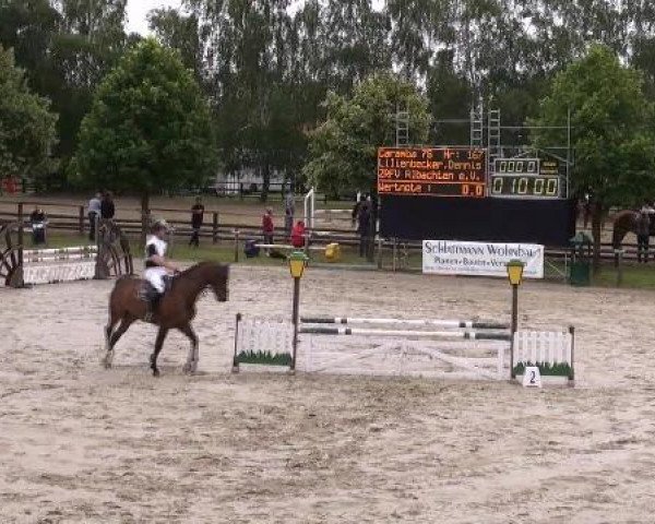 Springpferd Caramba (Westfale, 2008, von Contract)