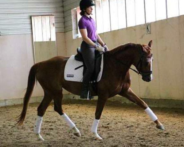horse Bella (Oldenburg, 2012, from Quaterback)