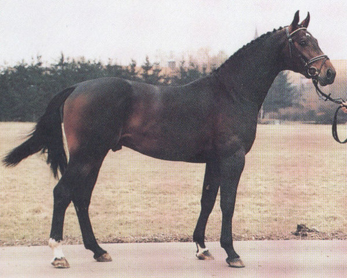 stallion Royal Flash Z (Hanoverian, 1984, from Ramiro Z)