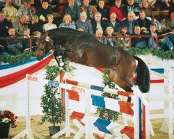 stallion Carry Wind (Holsteiner, 1999, from Corrado I)