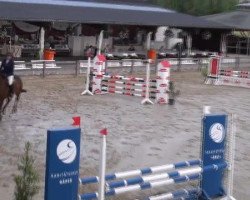 Springpferd Stan (Oldenburger Springpferd, 2007, von Stalypso)