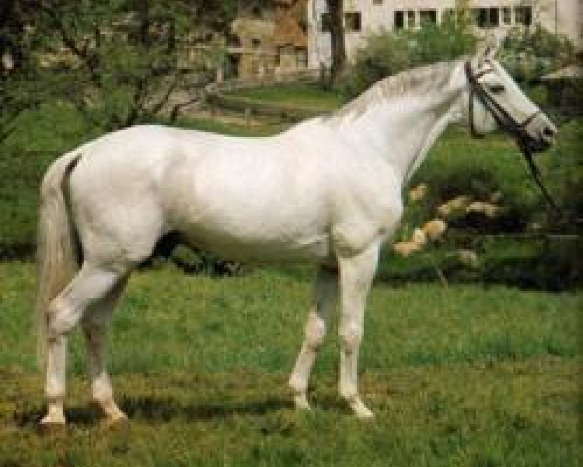 stallion Pregel (Trakehner, 1957, from Tropenwald)