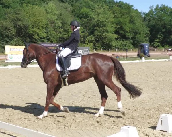 Reitturnier Heiligenwald 2022