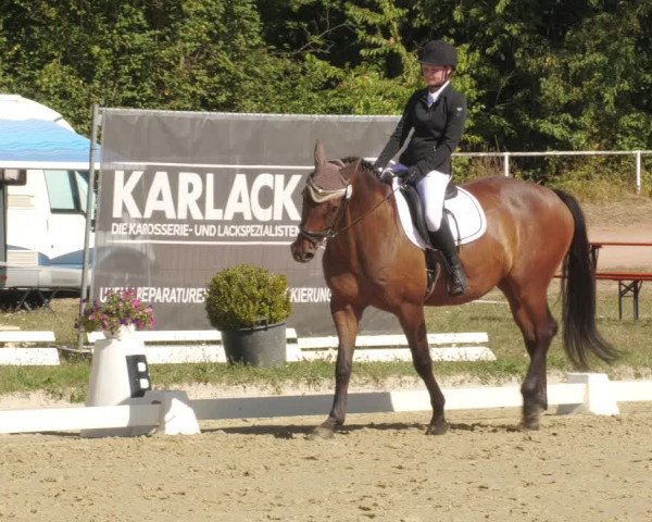 Reitturnier Heiligenwald 2022