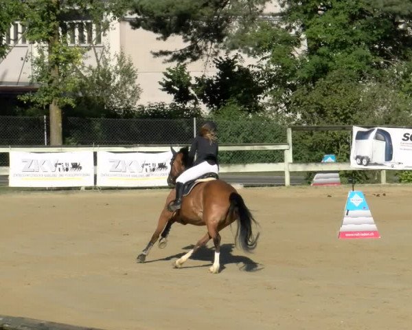 Reitturnier Dagmersellen 2022