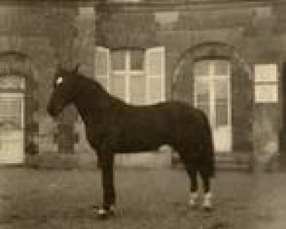 Deckhengst Lurioso (Anglo-Normanne, 1955, von Furioso xx)