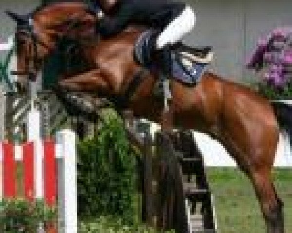 Springpferd Paddington V (Westfale, 1999, von Piquet)