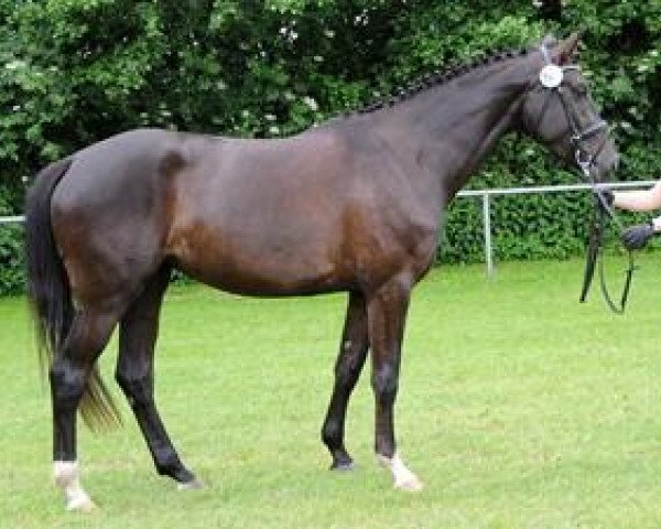 broodmare Luci (Westphalian, 2009, from Lugato)
