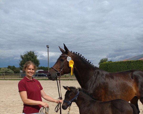 stallion Verrero (German Sport Horse, 2022, from Vivanero)