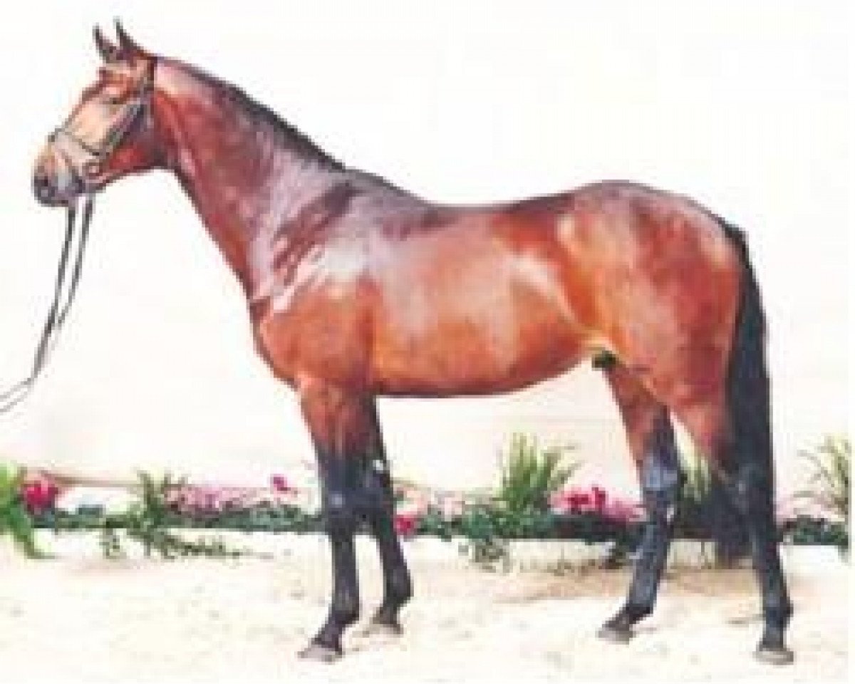 stallion Exodus (Holsteiner, 1997, from Exorbitant xx)