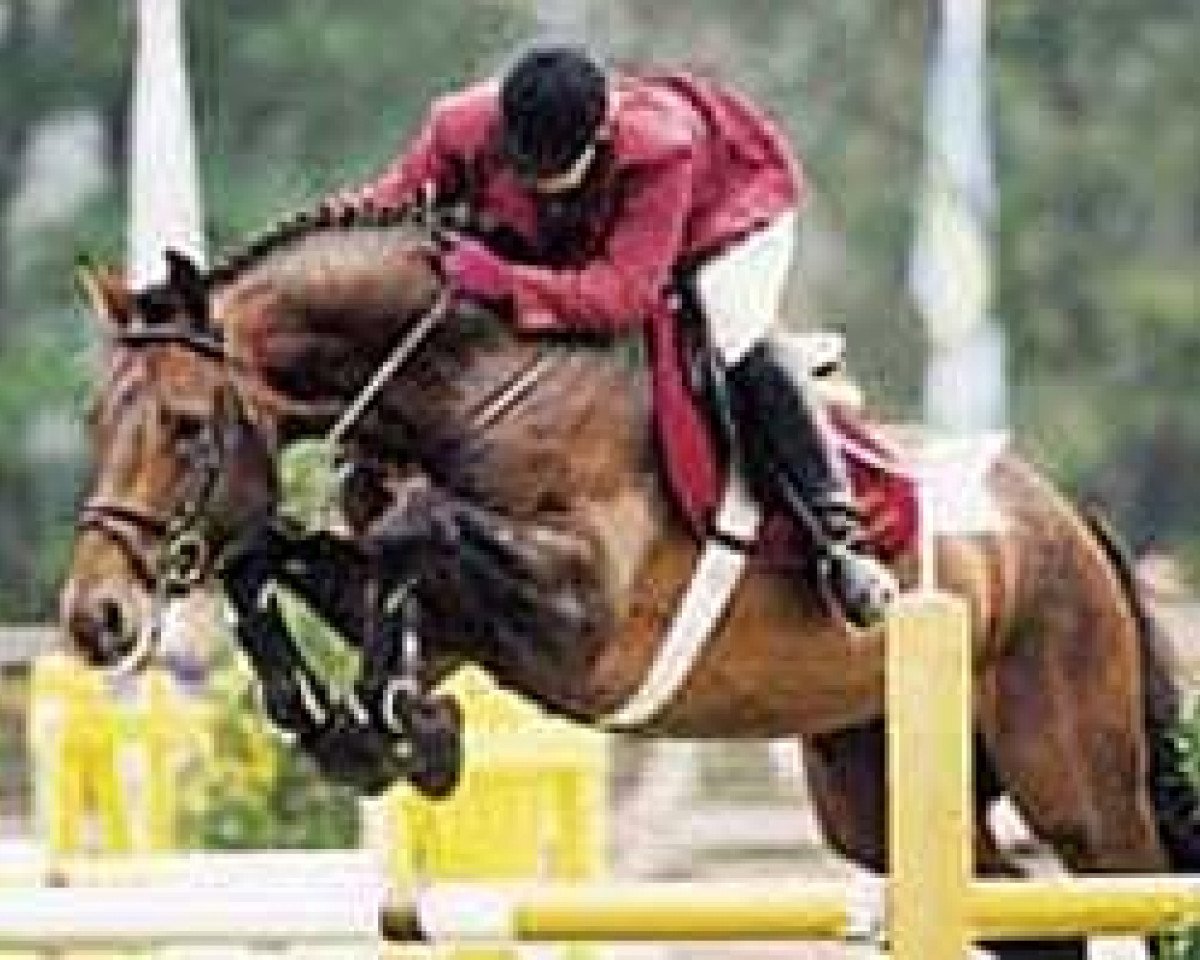 Deckhengst Landclassic (Hannoveraner, 1992, von Landadel)