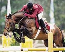 stallion Landclassic (Hanoverian, 1992, from Landadel)