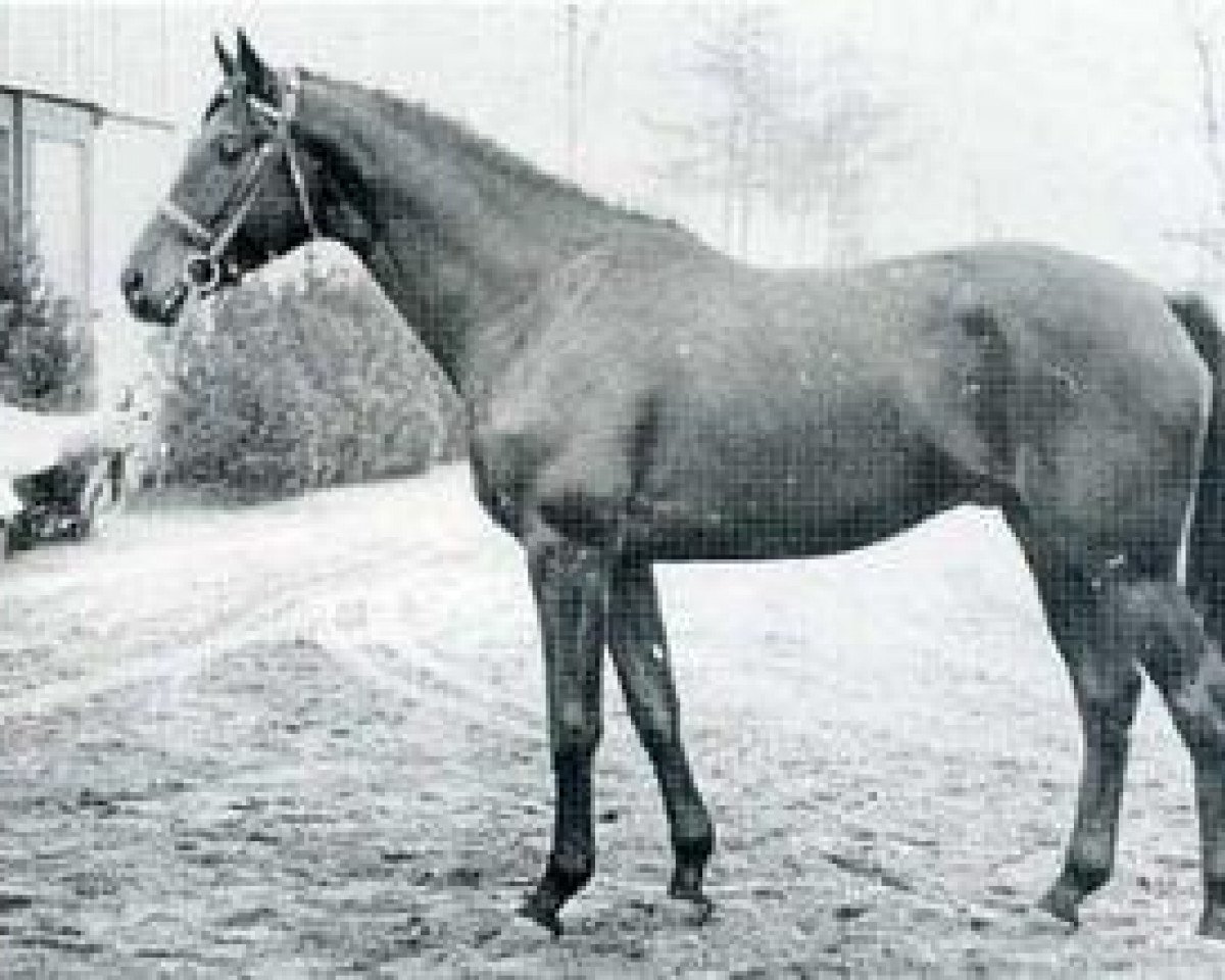 Deckhengst Rio Negro (Holsteiner, 1970, von Ramiro Z)