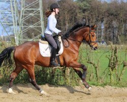 Springpferd Rocker (Westfale, 2007, von Rockwell)
