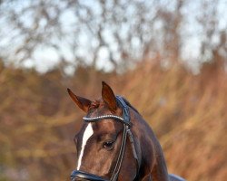 Pferd Diamancio (Oldenburger, 2016, von Diamond Hit)