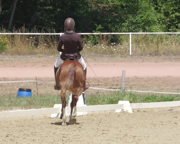 Reitturnier Heiligenwald 2022