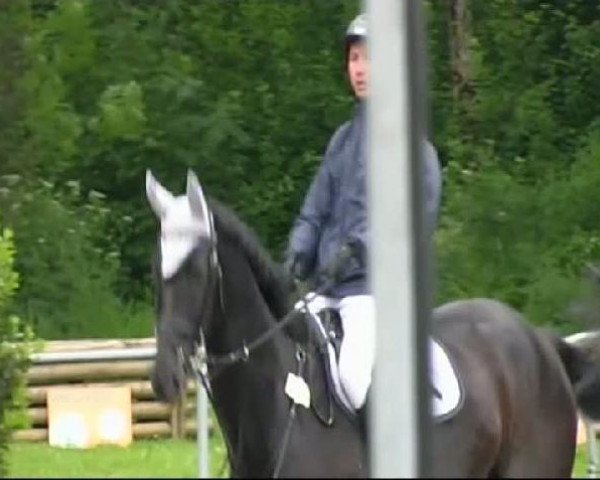 Springpferd Top Rocky Mountain (Württemberger, 2003, von Rubicell)