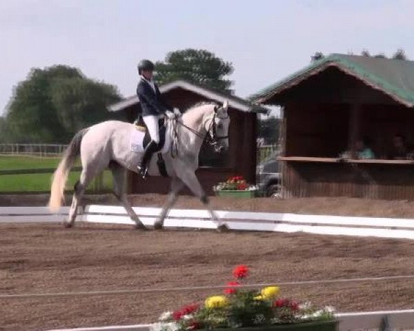 dressage horse Sir Royal 3 (Oldenburg, 2004, from Rosario 37)