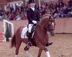 Deckhengst Ombre (Deutsches Reitpony, 1992, von Burstye Orpheus)