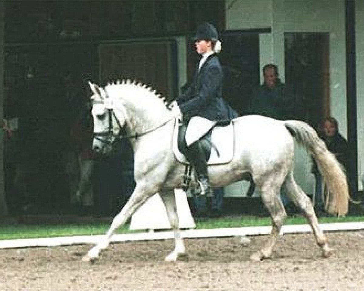 stallion Dream of Victoria (German Riding Pony, 1995, from Dressman)