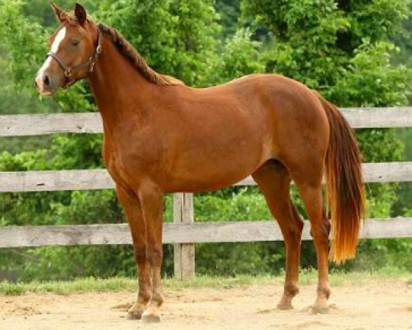 Pferd Shandon (Oldenburger, 2012, von Sir Gregory)