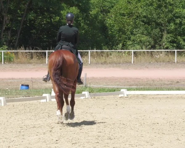 Reitturnier Heiligenwald 2022