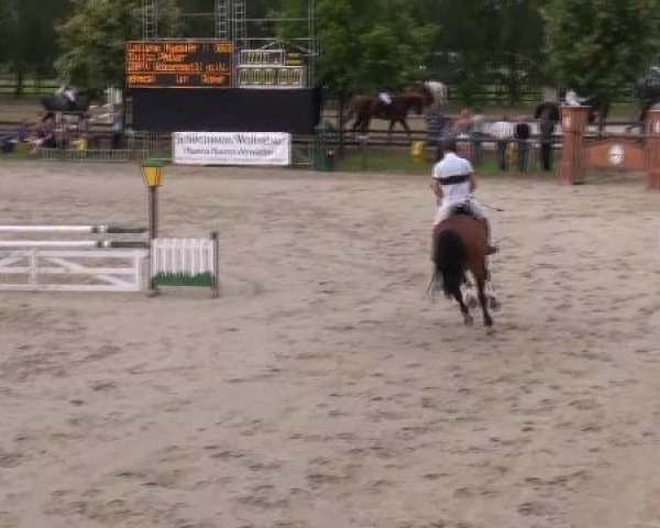 Dressurpferd Laluna Myday (Westfale, 2004, von Lord Sinclair I)