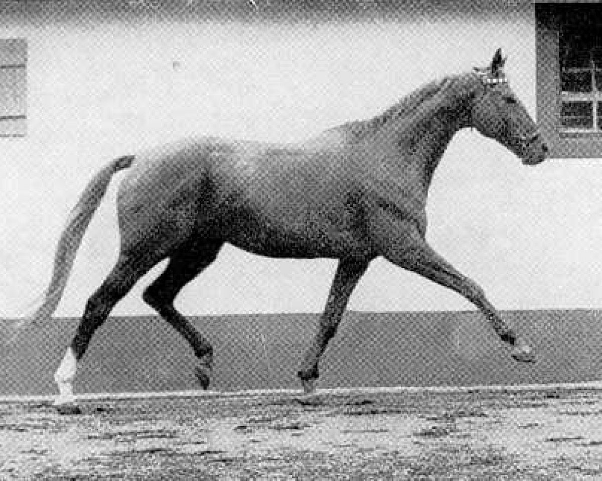 Deckhengst Prince Rouge xx (Englisches Vollblut, 1951, von Rouge et Noir xx)