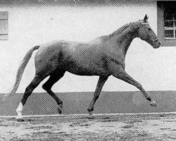 stallion Prince Rouge xx (Thoroughbred, 1951, from Rouge et Noir xx)