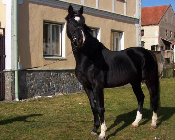 Deckhengst Rhythmus Son (Rheinländer, 1987, von Rhythmus)