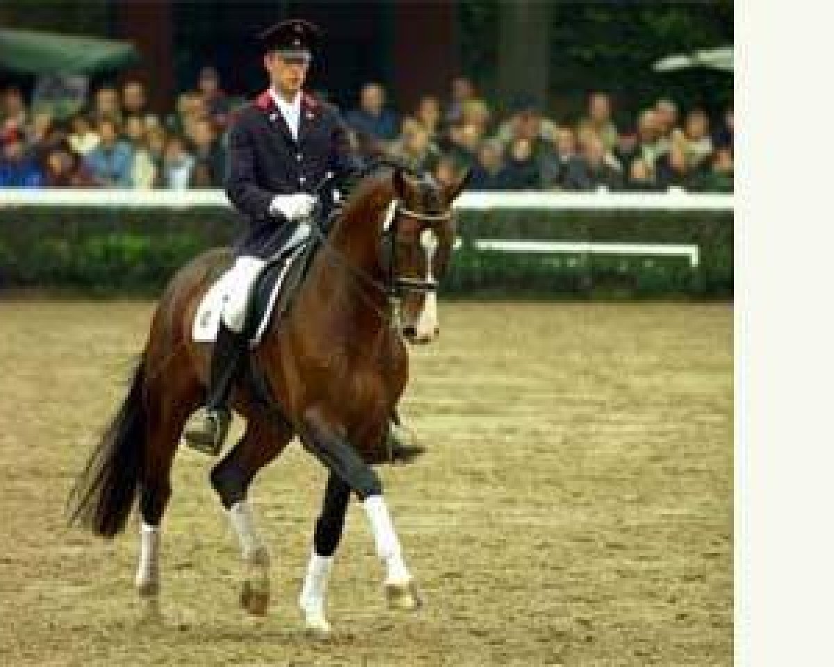 stallion Rilke (Hanoverian, 1995, from Ritual)