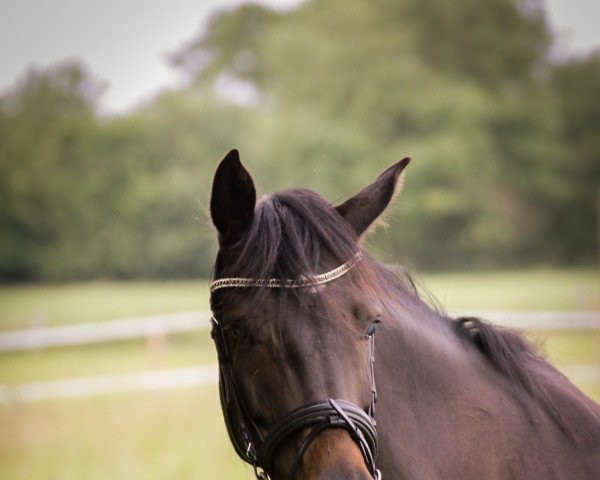 horse Lieselotte (Holsteiner, 2015, from Crunch 3)